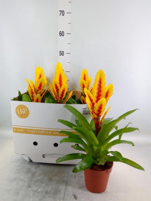 <h4>Vriesea 'Intenso Yellow Flame'</h4>