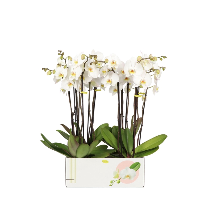<h4>PHAL OPTI BEETHOVEN 4 SPIKE</h4>