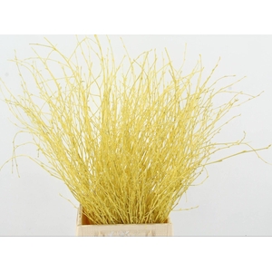 BETULA BS KLB H%