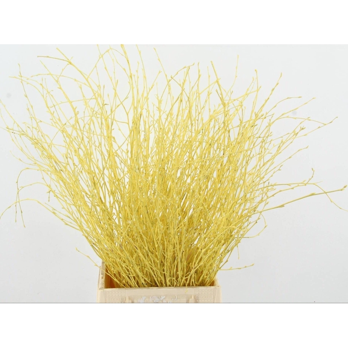 <h4>Betula Bs Klb H%</h4>