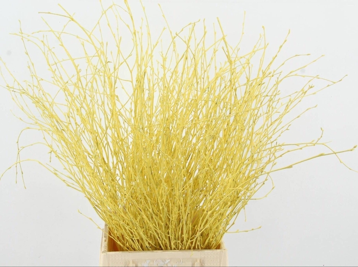 Betula Bs Klb H%