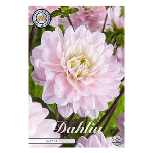 Dahlia Lady Kate x 1l