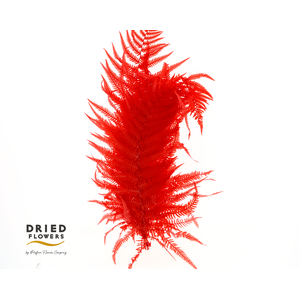 Dried Bleached Sword Fern Red