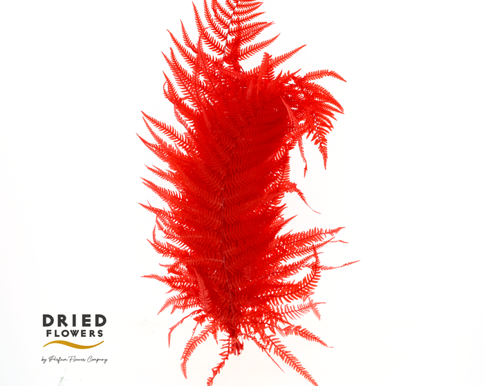 <h4>Dried Bleached Sword Fern Red</h4>