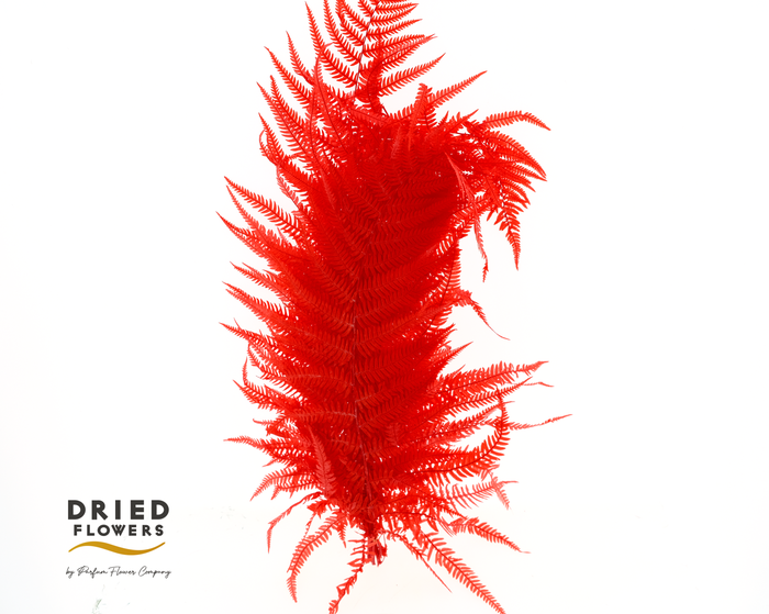 Dried Bleached Sword Fern Red