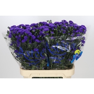 Aster Dark Rose