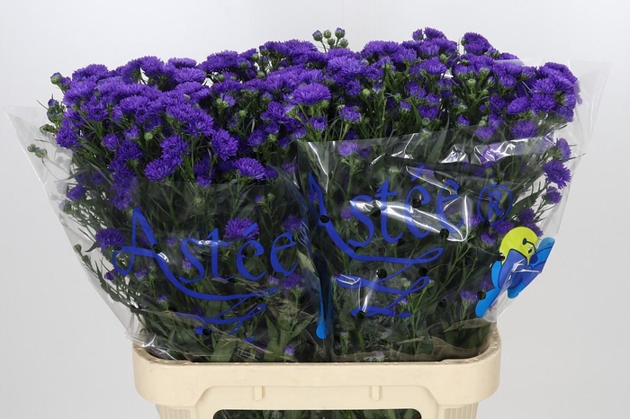 <h4>Aster Dark Rose</h4>