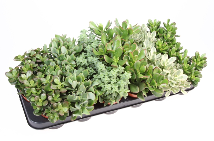 <h4>Crassula mix</h4>