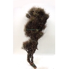 EUPHORBIA SPINOSA MEDIUM 800GR