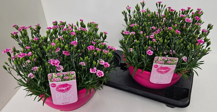 <h4>DIAN DI PINK KISSES</h4>