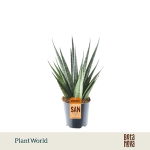 Sansevieria Sem P12