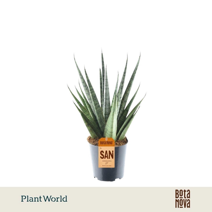 <h4>Sansevieria Sem P12</h4>
