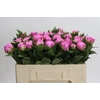 Paeonia Dr Alexander Fleming