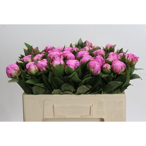 Paeonia Dr Alexander Fleming