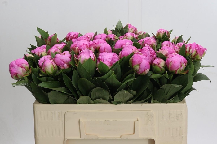 <h4>Paeonia Dr A Fleming</h4>