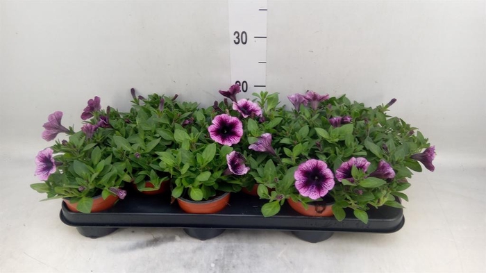 <h4>Petunia  'Ray Purple Vein'</h4>