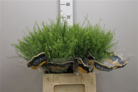 <h4>Lep Ru Green Bell</h4>