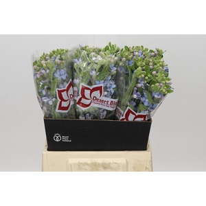 Oxypetalum Tweedia Blue