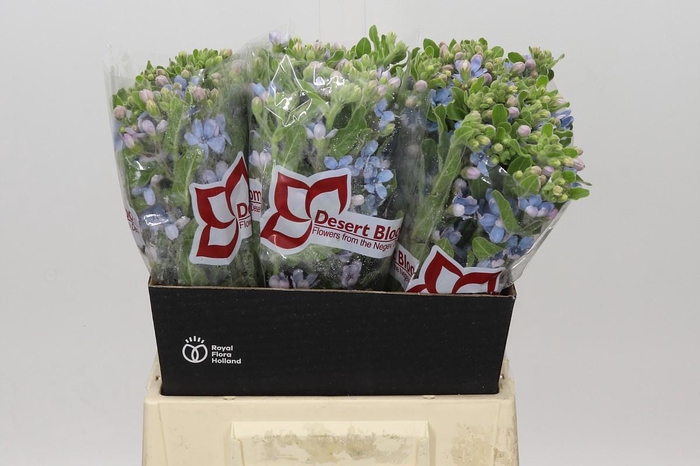 <h4>Oxypetalum Tweedia Blue</h4>