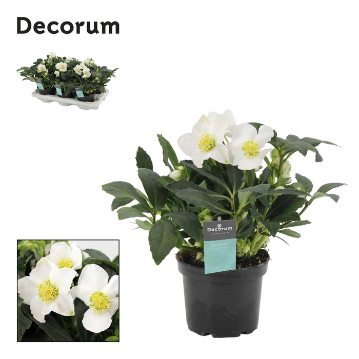 <h4>Helleborus Viv Alexander</h4>