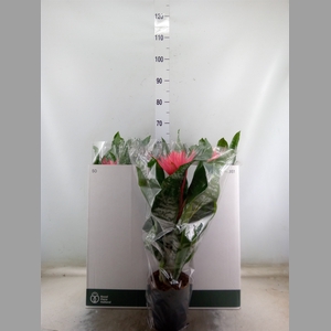 Aechmea fasciata 'Primera'