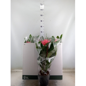 Aechmea fasciata 'Primera'