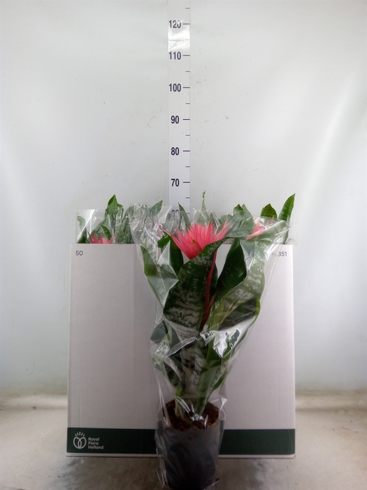 <h4>Aechmea fasciata 'Primera'</h4>