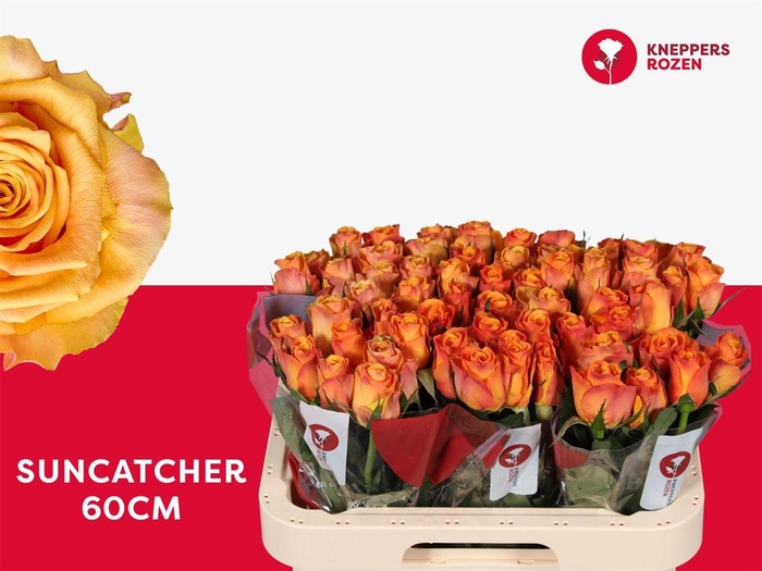 <h4>R Gr Suncatcher</h4>