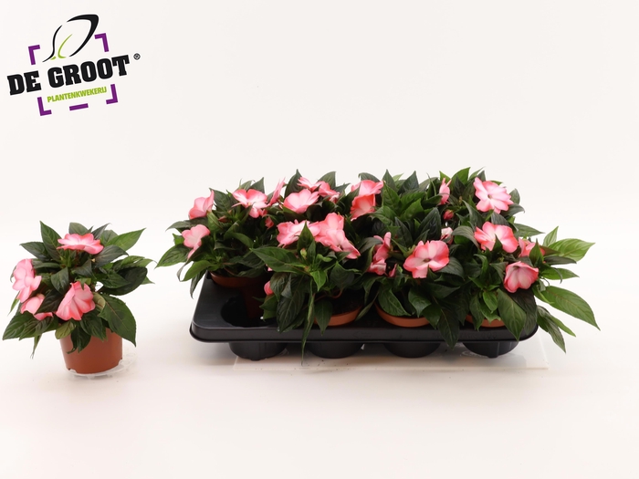 <h4>IMPAT NG OV</h4>