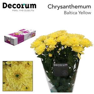 CHR T BALTICA YELLOW DECORUM