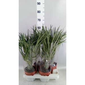 Pachypodium geayi