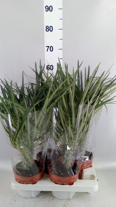 <h4>Pachypodium geayi</h4>