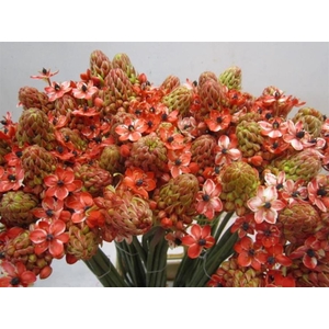 Housses 52x35x10cm OPP40 Kraftline rose