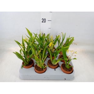 Orchideeen ...mix