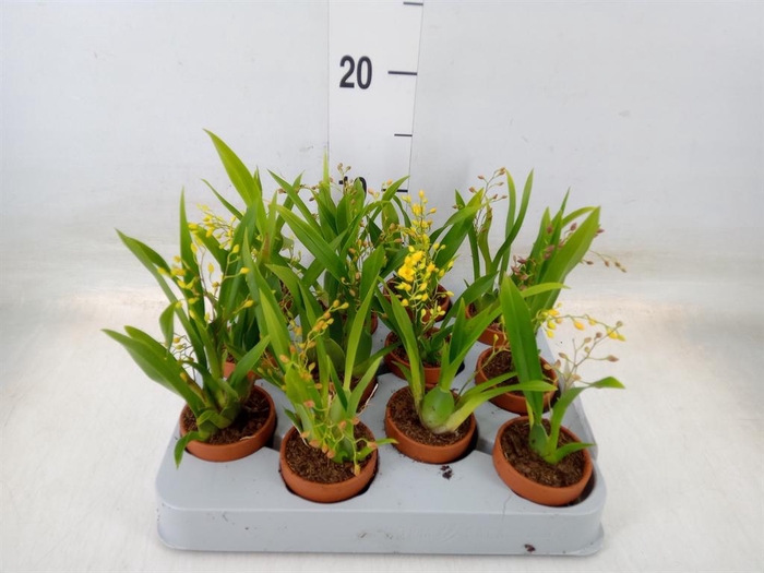 <h4>Orchideeen   ...mix</h4>