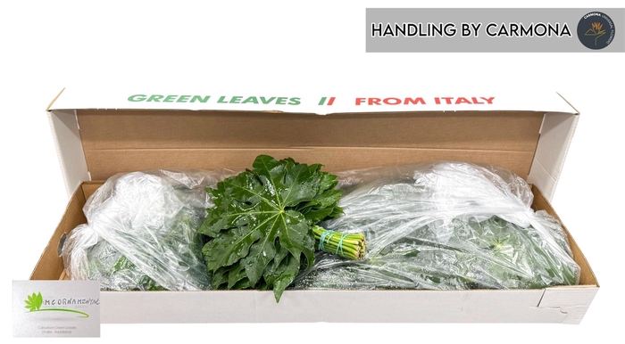 <h4>FATSIA JAPONICA BLAD</h4>