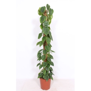 Philodendron scandens