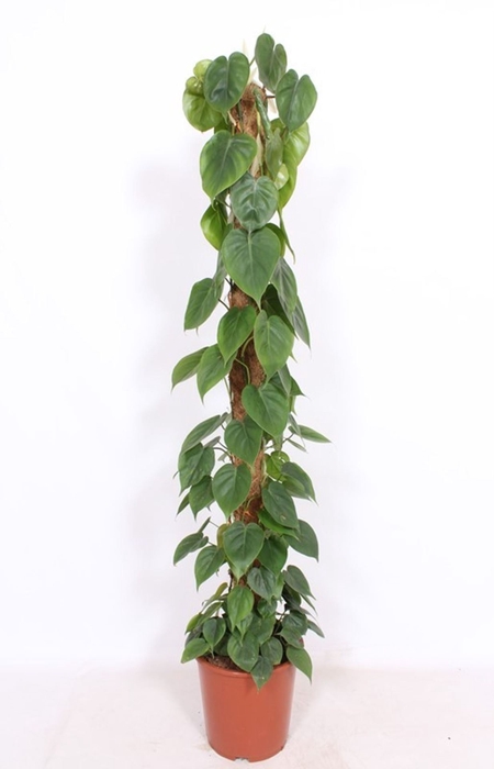 <h4>Philodendron scandens</h4>