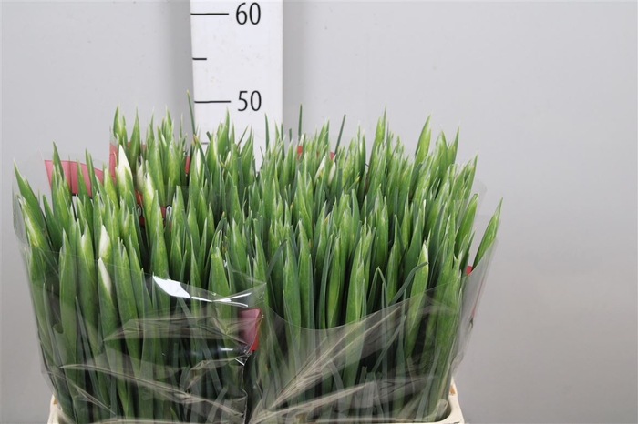 <h4>Iris White Magic</h4>