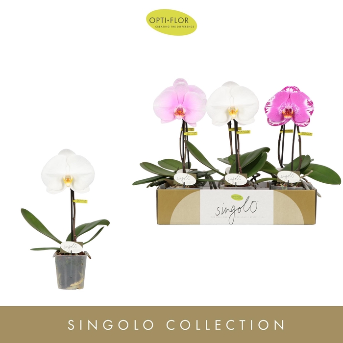 <h4>Singolo Mix</h4>