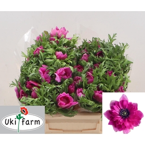 ANEM CO LEVAN FUCSIA