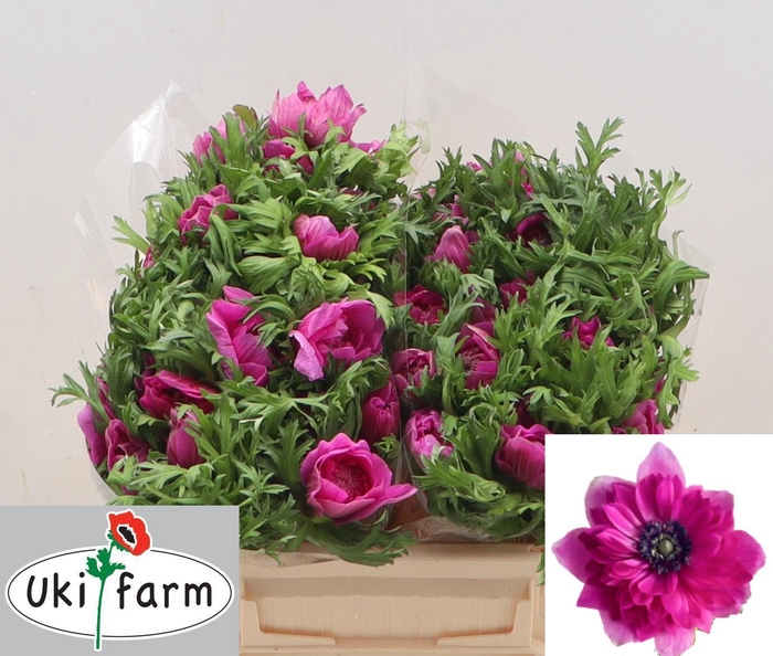 <h4>ANEM CO LEVAN FUCSIA</h4>