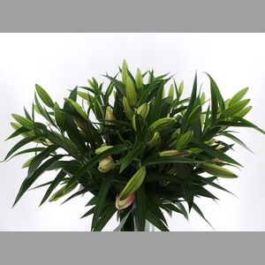 BQ Mono Lelie Oriental Roze x5 60cm