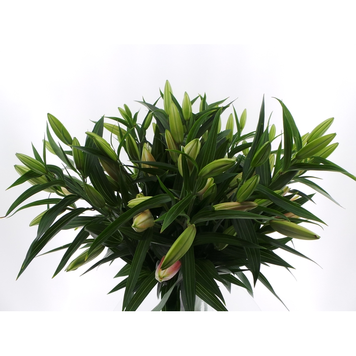 <h4>BQ Mono Lelie Oriental Roze x5 60cm</h4>