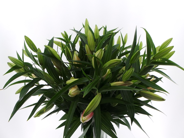 <h4>BQ Mono Lelie Oriental Roze x5 60cm</h4>