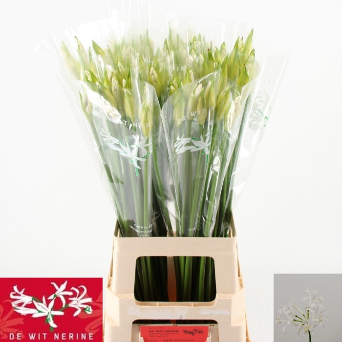 <h4>NE BO BIANCANEVE</h4>