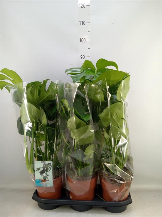 <h4>Monstera delic.</h4>