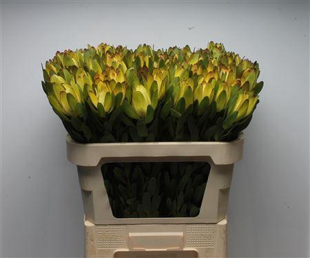 <h4>Leucad Goldstrike</h4>