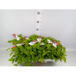 Pelargonium   ...mix smelling