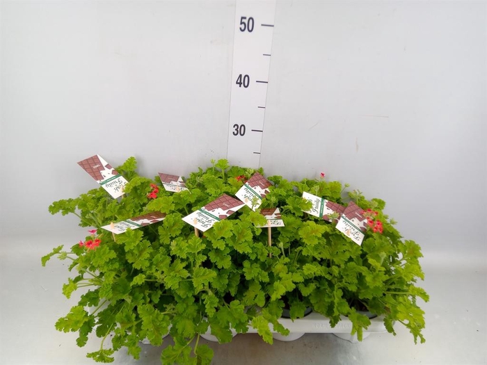 <h4>Pelargonium   ...mix smelling</h4>